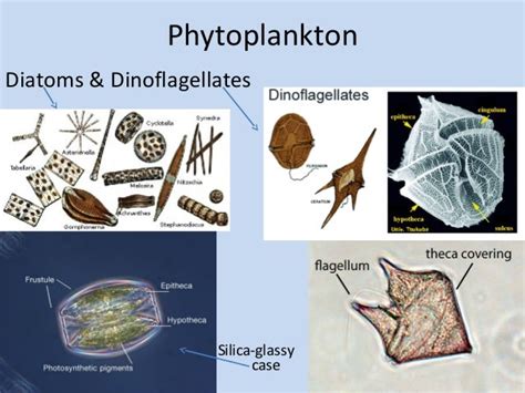 how are diatoms and dinoflagellates similar to plants